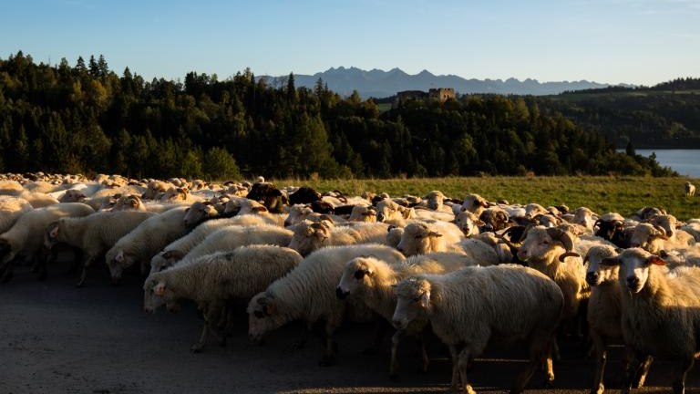 Gmina Czorsztyn (47).jpg