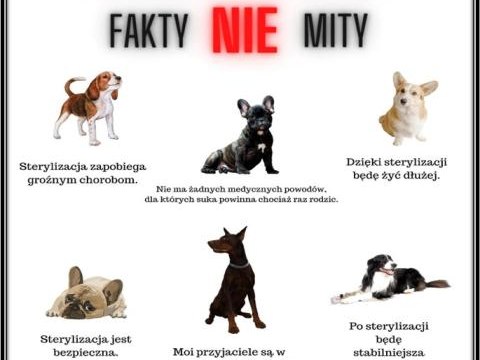 Dofinansowanie zabiegu sterylizacji psów