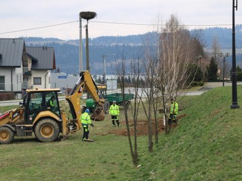 Sadzenie drzew wokół Urzędu Gminy Czorsztyn!