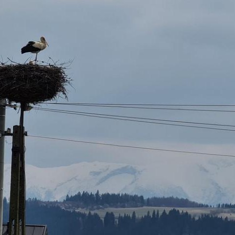 „Rzecz to dzisiaj niesłychana!…wybierz imię dla bociana!"