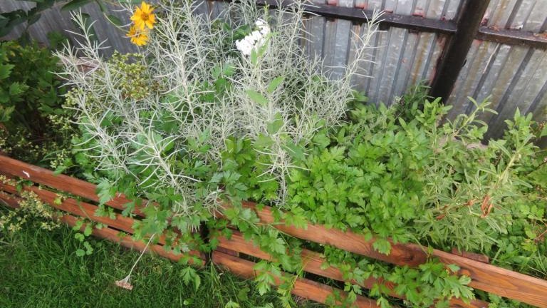 Cichoń Rozalia-l (13) (Niestandardowy).JPG