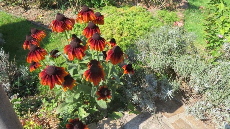 Cichoń Rozalia-l (6) (Niestandardowy).JPG