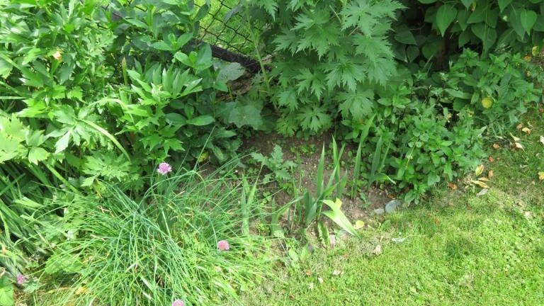 Janczy Jadwiga-w (16) (Niestandardowy).JPG