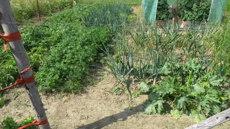 Pawlikowska Stefania-w (10) (Niestandardowy).JPG