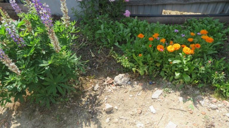 Pawlikowska Stefania-w (8) (Niestandardowy).JPG