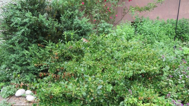 Puchlerska Maria-w (8) (Niestandardowy).JPG