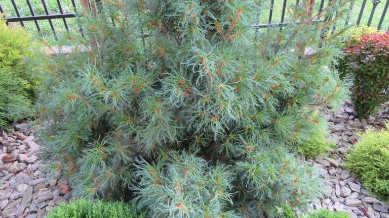 Pulka Beata-l (12) (Niestandardowy).JPG