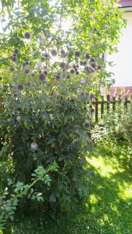 Regiec Maria-l (4) (Niestandardowy).JPG