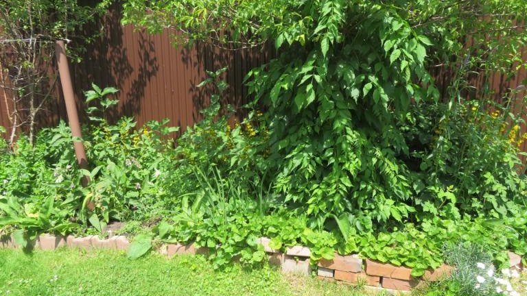 Regiec Maria-w (19) (Niestandardowy).JPG