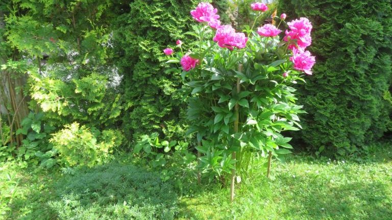 Winczowska Anna-w (6) (Niestandardowy).JPG