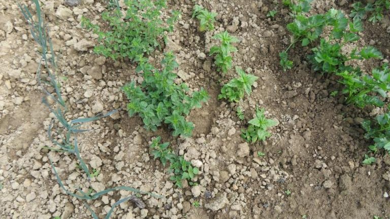 Wolska Anna-w (16) (Niestandardowy).JPG