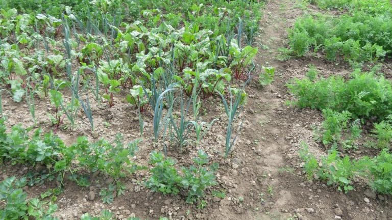 Wolska Anna-w (17) (Niestandardowy).JPG