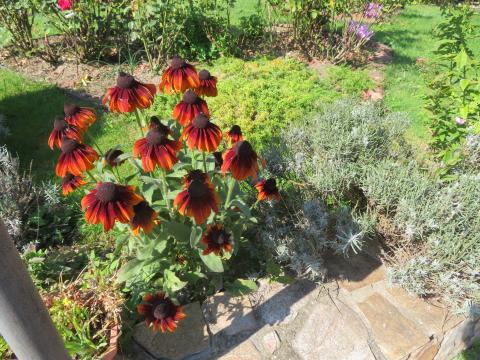 „Mój ogród kwiatowy” 2023 – galeria zdjęć