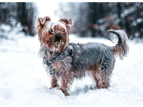 Komunikat Powiatowego Lekarza Weterynarii w Nowym Targu