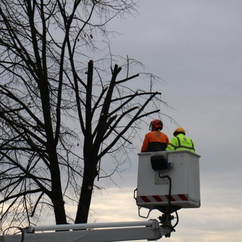 Trwają prace pielęgnacyjne w obrębie koron drzew