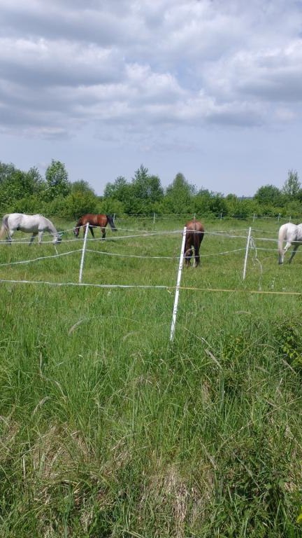 IMG_20240510_121241945_MP (Niestandardowy).jpg