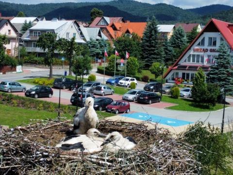 Wybrano imiona dla bocianów