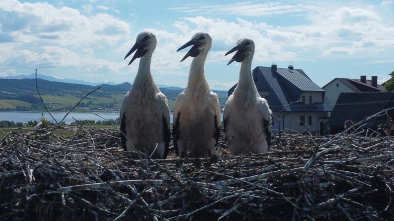 DJI_0577 (Niestandardowy).JPG