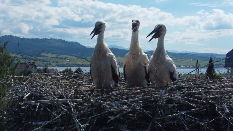 DJI_0584 (Niestandardowy).JPG