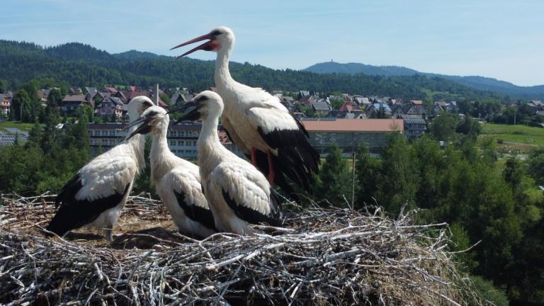 DJI_0657 (Niestandardowy).JPG