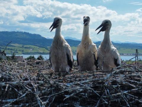 W całej Polsce trwa obrączkowanie, swoje obrączki otrzymały nasze młode bociany