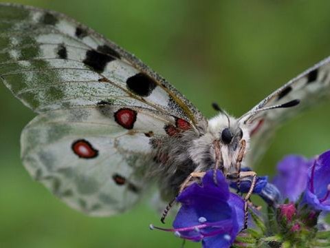 Pieniński Park Narodowy zaprasza na cykl spotkań