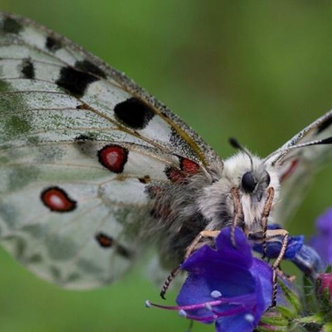 Pieniński Park Narodowy zaprasza na cykl spotkań