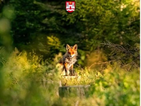 Jesienna akcja szczepienia lisów - komunikat