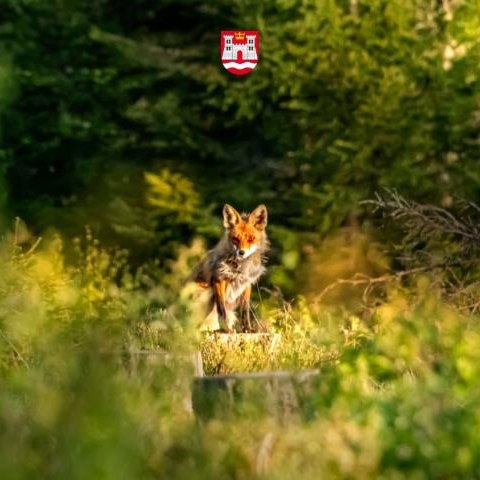 Jesienna akcja szczepienia lisów - komunikat