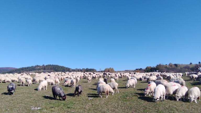 1 (4) (Niestandardowy).jpg