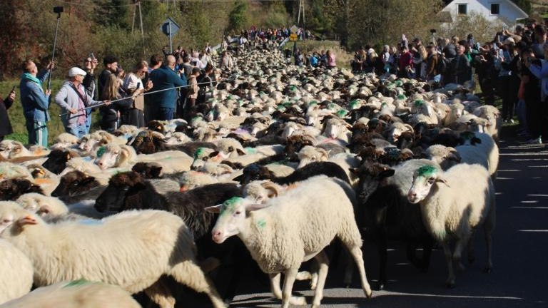 2 (29) (Niestandardowy).JPG