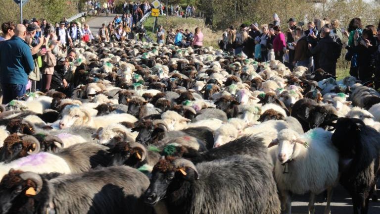 2 (32) (Niestandardowy).JPG