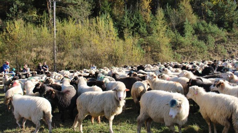 2 (45) (Niestandardowy).JPG