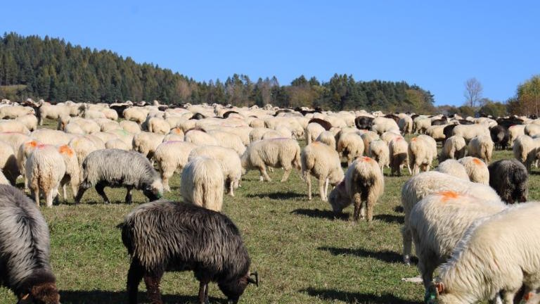 2 (5) (Niestandardowy).JPG