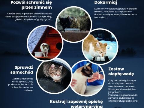 Opieka nad kotami wolno żyjącymi: praktyczny poradnik