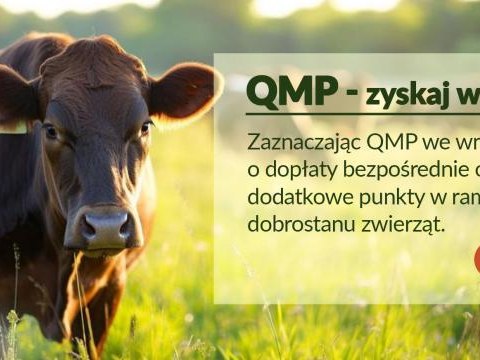 Bezpłatne webinary o systemie QMP