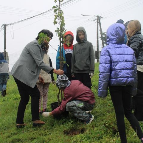 Sadzenie drzewek i krokusów w ramach projektu "Otwórz oczy na zielone"