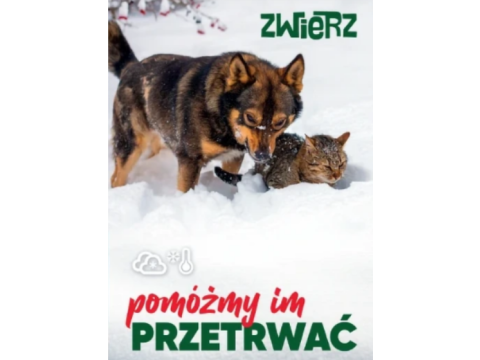 Zadbaj o swojego psa zimą – to Twój obowiązek!