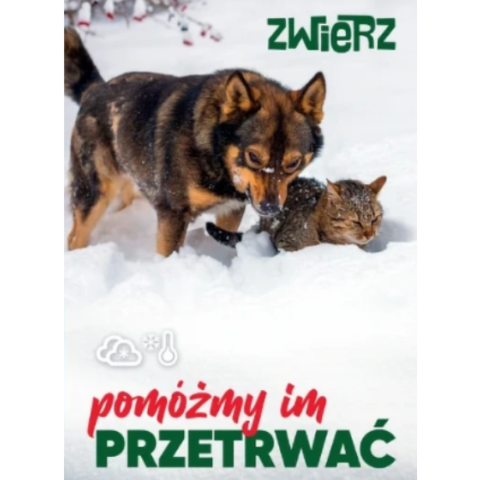 Zadbaj o swojego psa zimą – to Twój obowiązek!