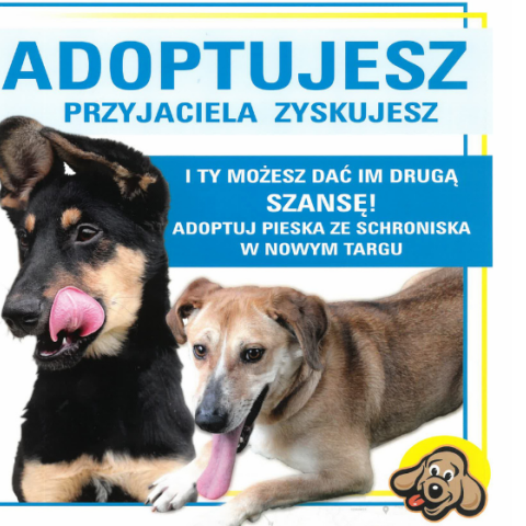 Adoptuj psa i podaruj mu drugą szansę