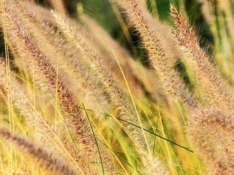 Apel o niewypalanie traw