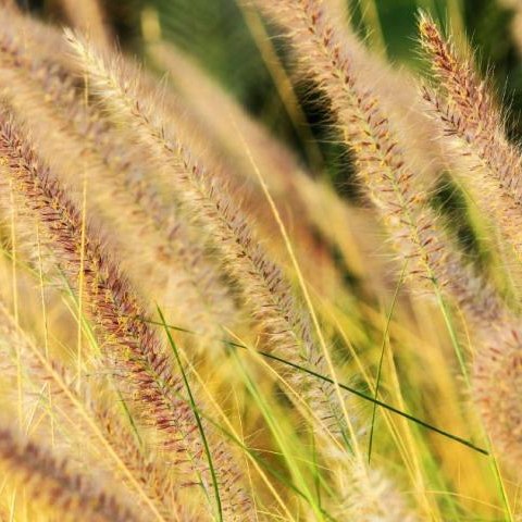 Apel o niewypalanie traw