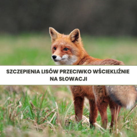 Szczepienia lisów przeciwko wściekliźnie na Słowacji